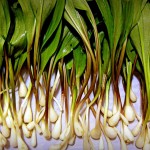 Fresh, cleaned W.Va. Ramps