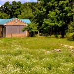 Wildflowers blossom in pasture