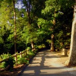 Oaks line the upper Carriage Trail