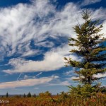 Weathered Spruce