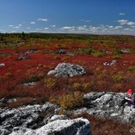 Artist on Dolly Sods