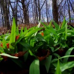 Michael Boyes Mason County Ramps