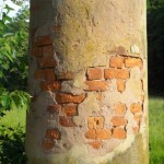 Column at Blue Sulphur Springs