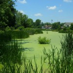 Gardens at Williamstown