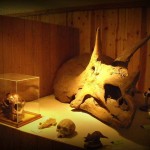 Fossil exhibit at Lost World Caverns