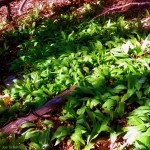 Ramps in southern W.Va.