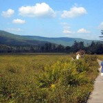 Boardwalk at Cranberry Glades