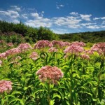 Meadows near Davis
