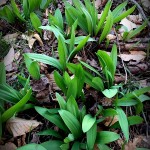 Roane County WV Ramps Steve Mace