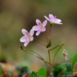 Spring Beauty