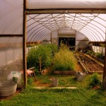 High Tunnel at Five Springs