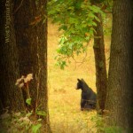 Bear at Watoga State Park