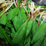 West Virginia Ramps Daniel Coe