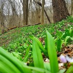 Ramps in Marshall County