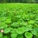 Lilies blossom on a McClintic pond