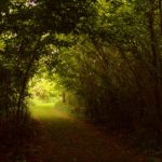 Trail on Middle Island