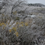 Dolly Sods Wilderness on Ice