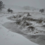 Driven snow in Canaan Valley