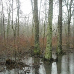 Rain in a Meadow River glade