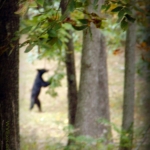 Bigfoot in West Virginia?