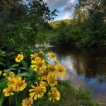 Beall Bridge Rehbein