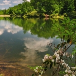 Laurel along Boley Lake