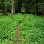 Ferny trail at Kumbrabow