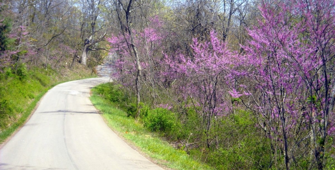 Redbud in blossom near Far, West Virginia, Wetzel County, Northern Panhandle Region