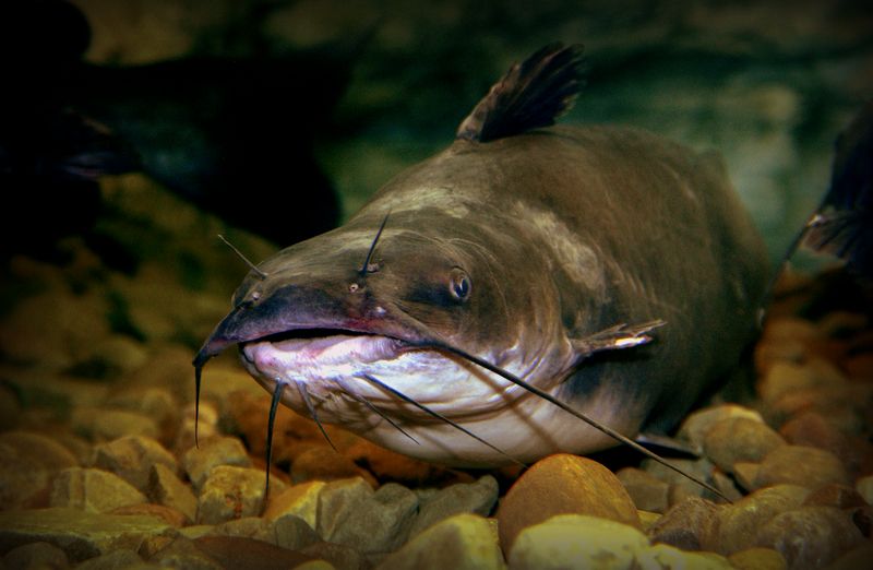 Channel Catfish