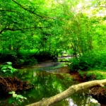 Scary Creek