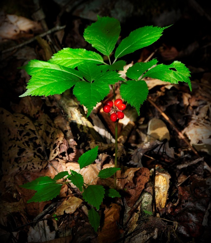 Ginseng ready for harvest in West Virginia