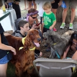 Irish Setter, Irish Wolfhound, Dublin Irish Festival 2014