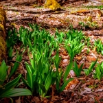 Ramps in West Virginia