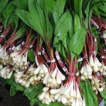 Bundles of WV Ramps