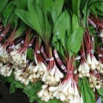 Ramps ready for market