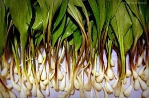 Fresh, cleaned W.Va. Ramps