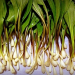 West Virginia Ramps