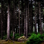 Vast Forests