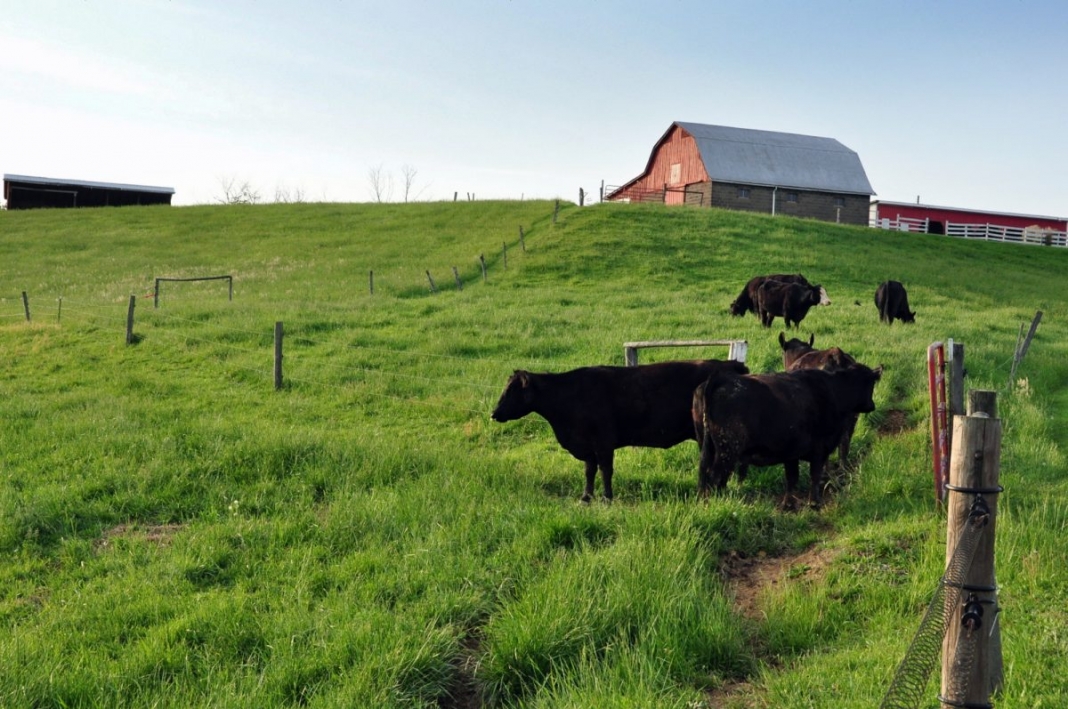 Cattle in West Virginia