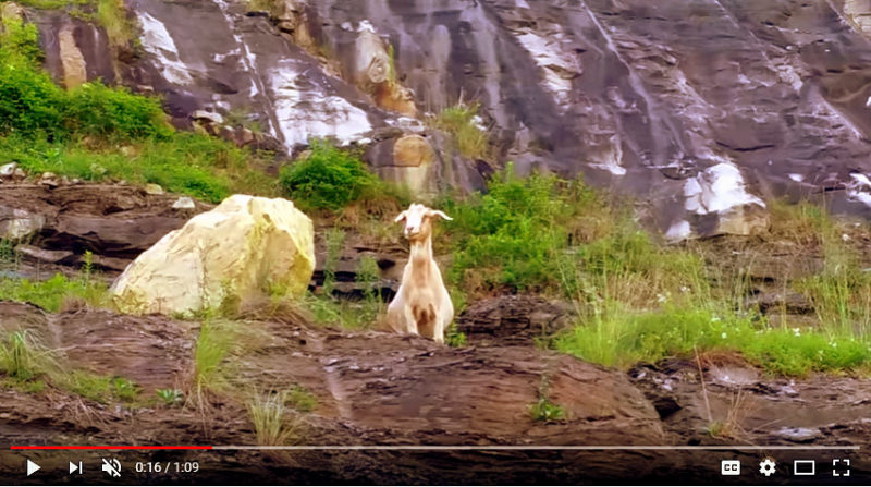 Powell Mountain Goat beloved inhabitant of central West Virginia