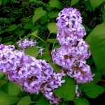 Lilacs by Cyntha Dunlap Ellis