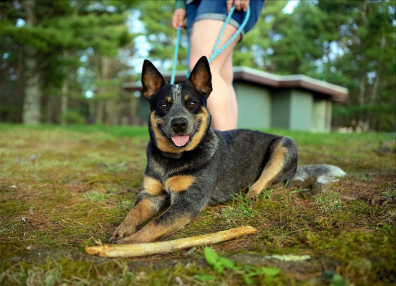 Pets at Pipestem State Park