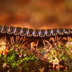 Wetzel County Worm Invasion