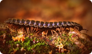 Wetzel County Worm Invasion