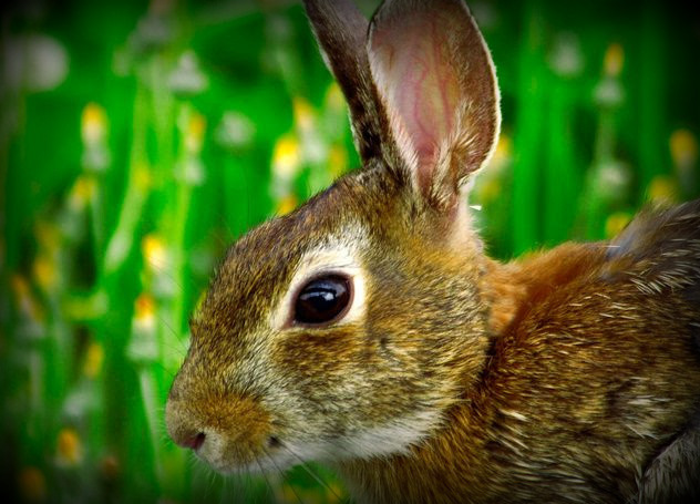 Biologists are predicting a good season for small-game trappers and hunters.