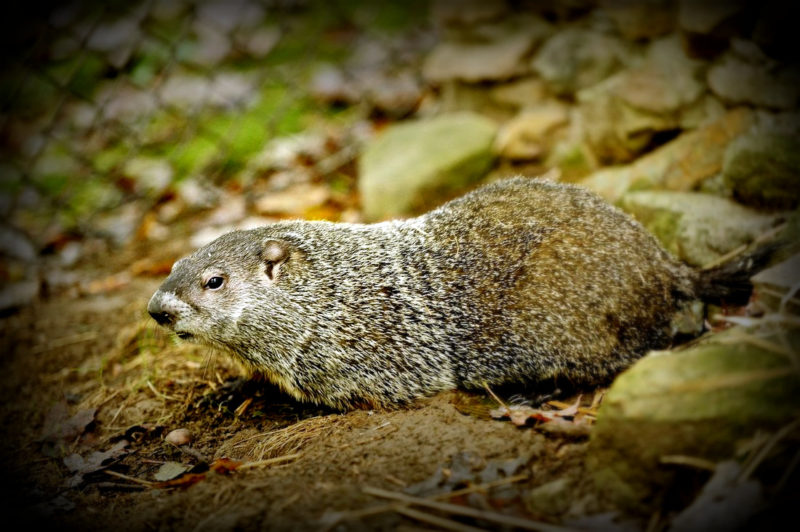 French Creek Freddie is inviting the public to join him Feb 2 at French Creek.