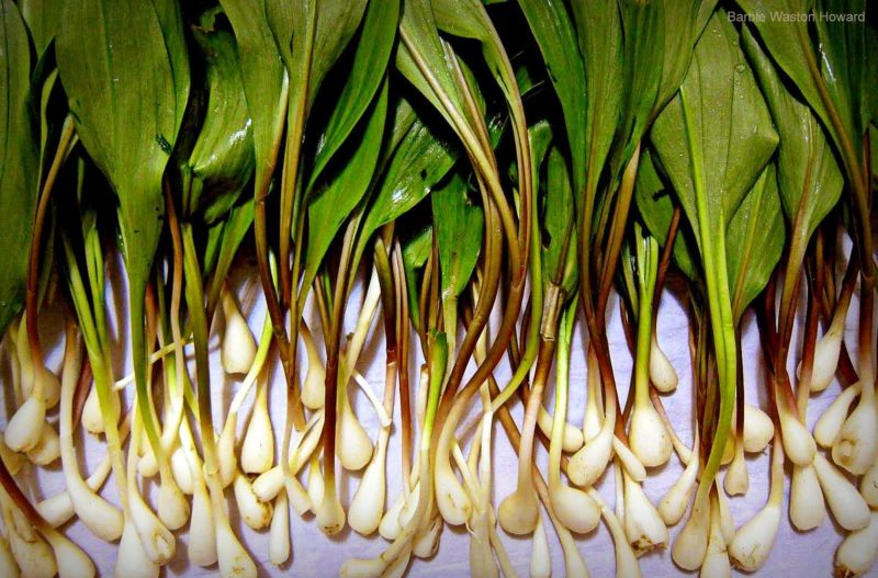 West Virginia ramps cleaned and ready to eat. Photo courtesy Barbie Watson Howard.