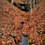 Run at Woodrum Lake Wildlife Management Area