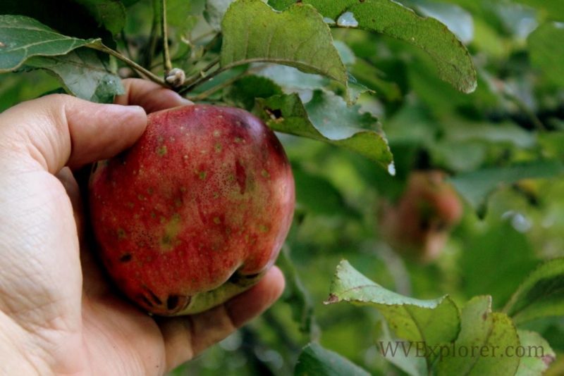 apple