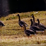 Greater White-Fronted Geese